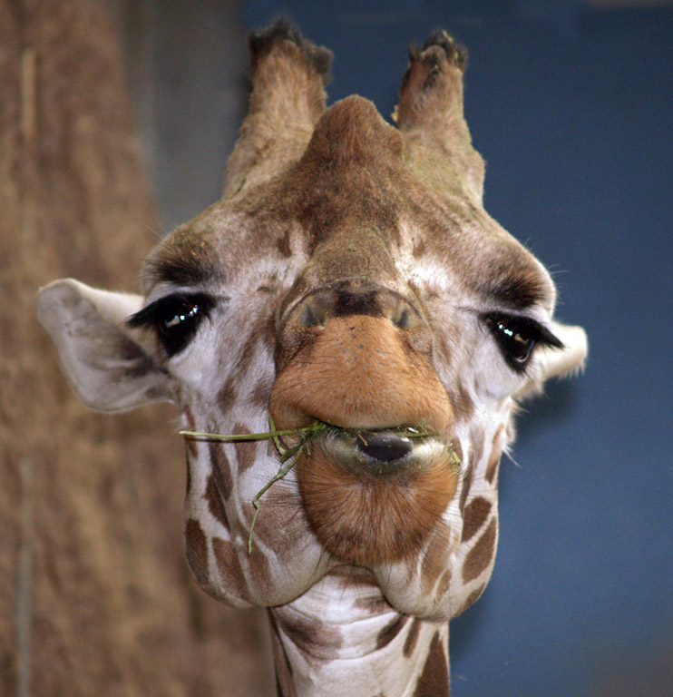 JLgiraffe 